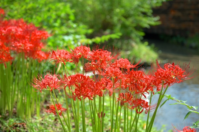曼珠沙華(彼岸花)の写真