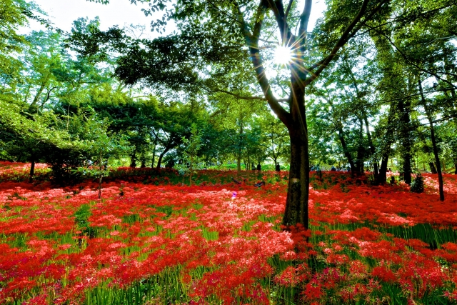 曼珠沙華（彼岸花）の写真