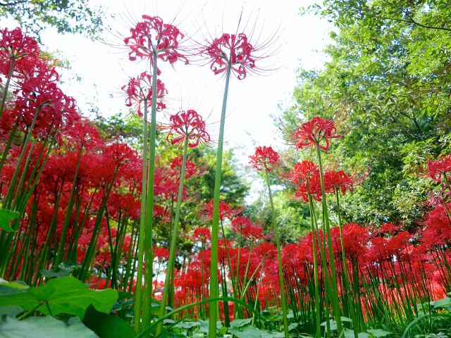 曼珠沙華(彼岸花)の写真