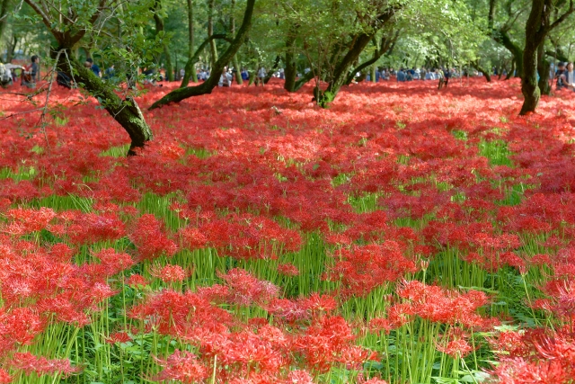 曼珠沙華(彼岸花)の写真