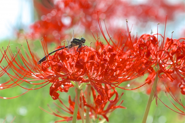 曼珠沙華(彼岸花)の写真
