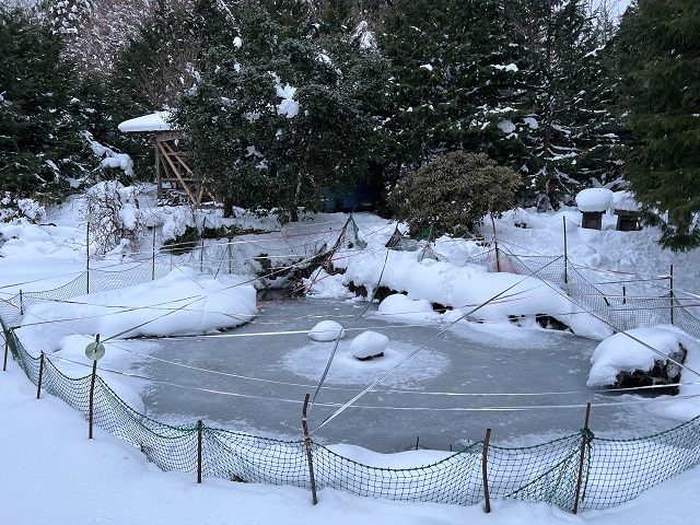 鯉の池の1月の氷が張った風景