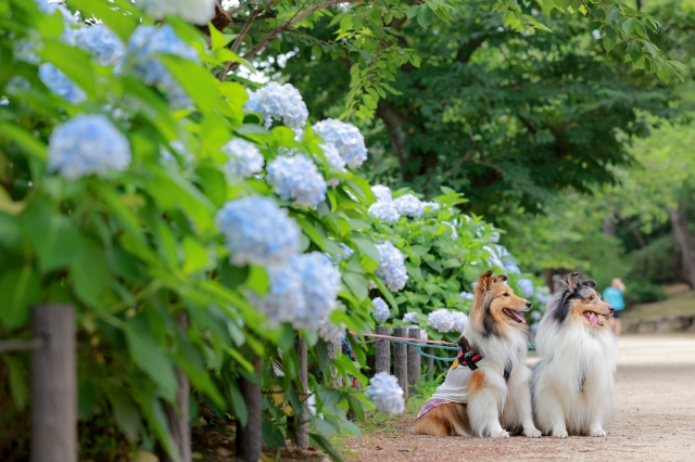 犬も食わないのイメージ写真