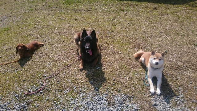 犬も食わないのイメージ写真
