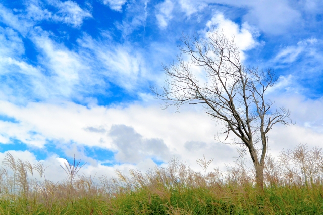 上山高原のススキ草原のススキの写真