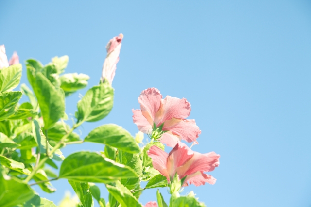 河岸を変えるイメージ写真