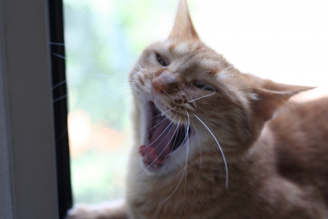 けしからんのイメージ画像