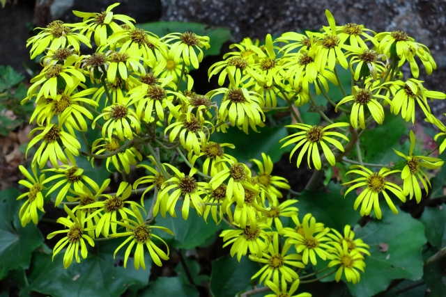 負けるが勝ちのイメージ写真