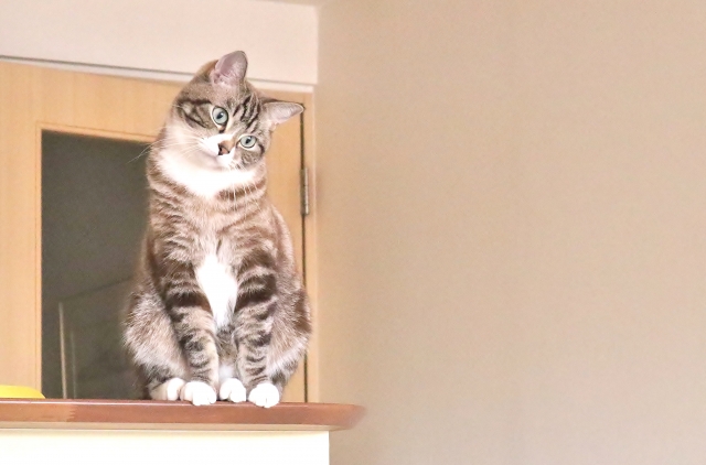 猫を被るのイメージ写真