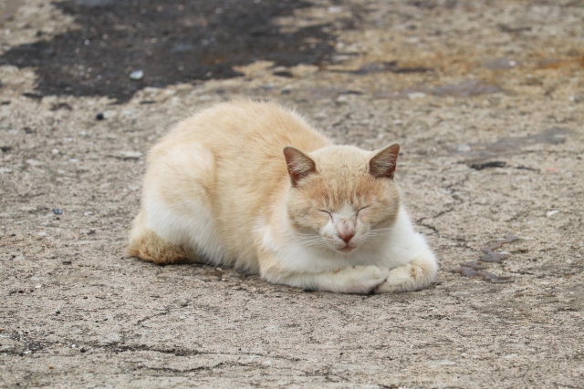猫を被るのイメージ写真
