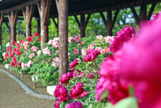 二百十日のイメージ写真