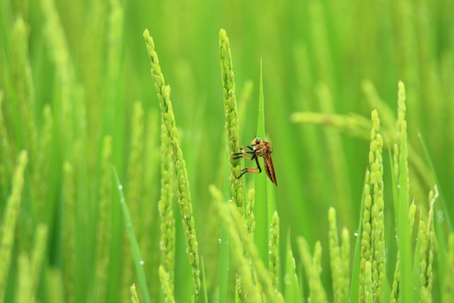 二百十日のイメージ写真