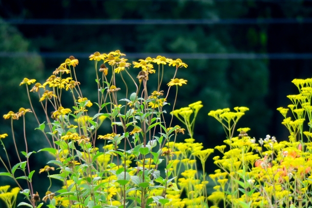 女郎花の花の写真