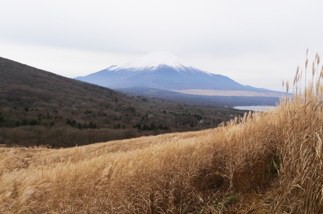 パノラマ台のススキの絶景写真