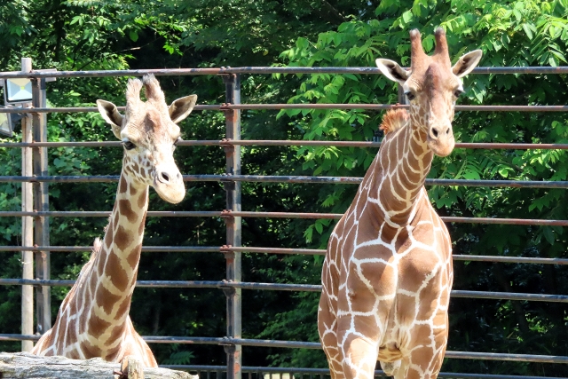 るいは友を呼ぶのイメージ画像