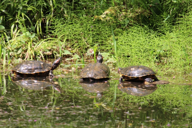 るいは友を呼ぶのイメージ画像
