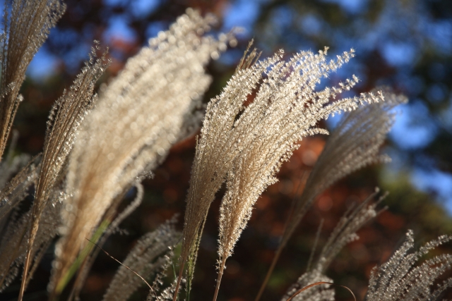 ススキの写真