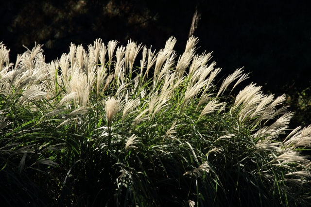 ススキの写真