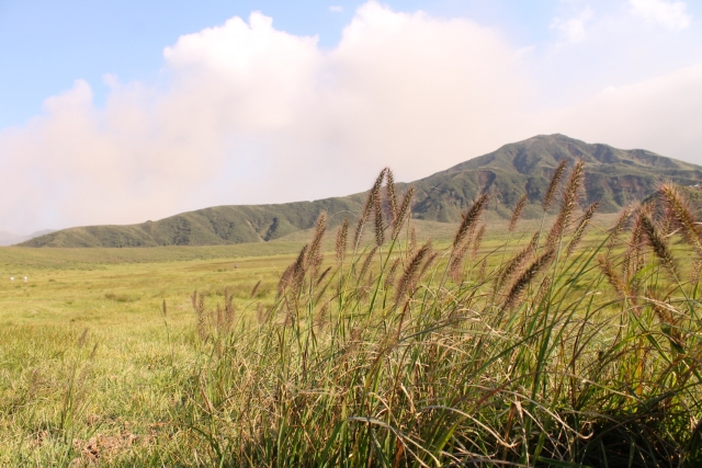 俵山のススキの写真