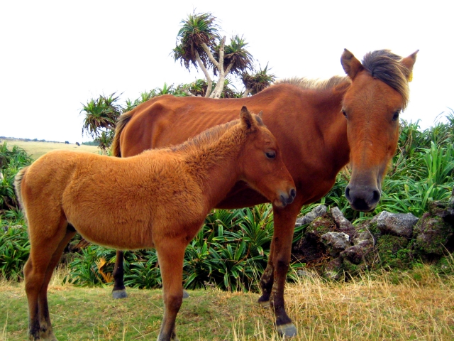じゃじゃ馬のイメージ写真