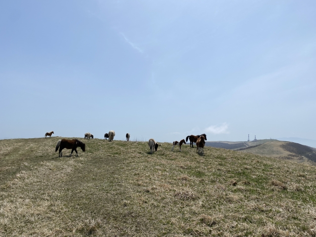 じゃじゃ馬のイメージ写真