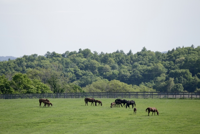 じゃじゃ馬のイメージ写真