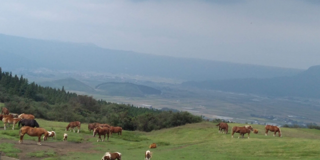 じゃじゃ馬のイメージ写真