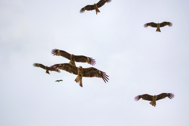 虎視眈々のイメージ画像