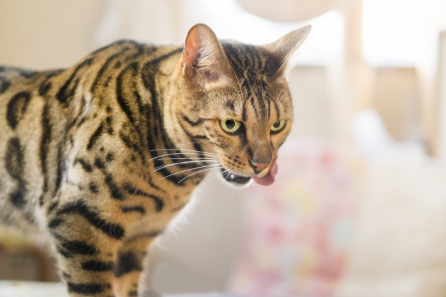 虎視眈々のイメージ画像