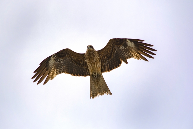 弥が上にものイメージ写真