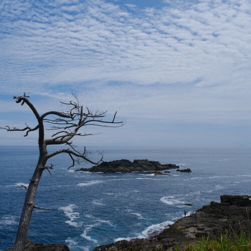 唐桑半島巨釜半造の夏の風景写真