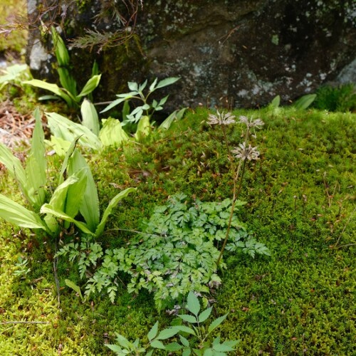 自宅庭の草花の写真