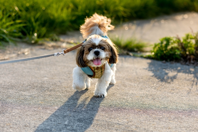 総花的のイメージ写真