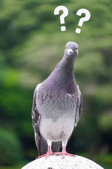 とまどうのイメージ写真