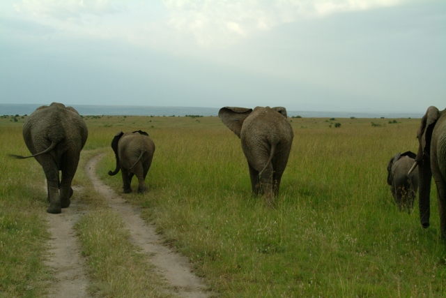 長い鼻の象の写真
