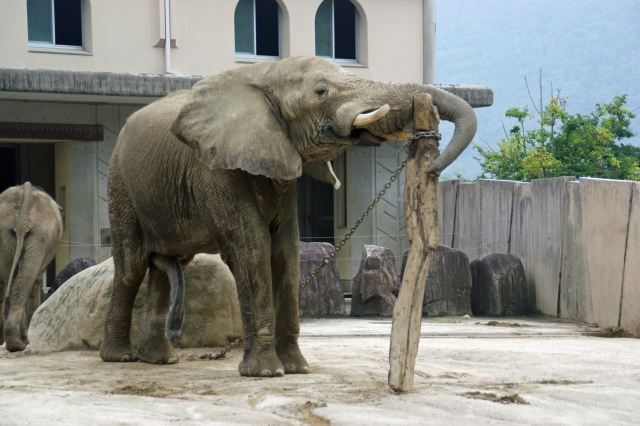 長い鼻の象の写真