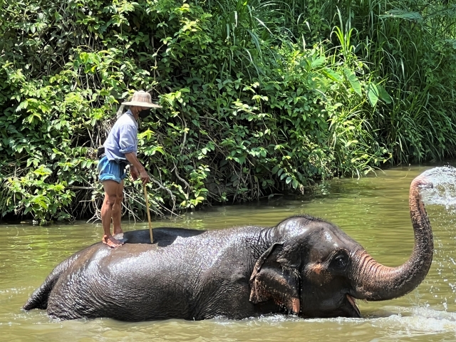 長い鼻の象の写真