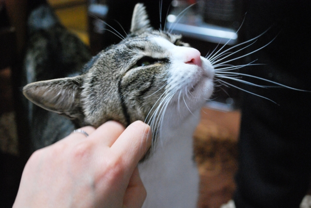 交友関係のイメージ写真