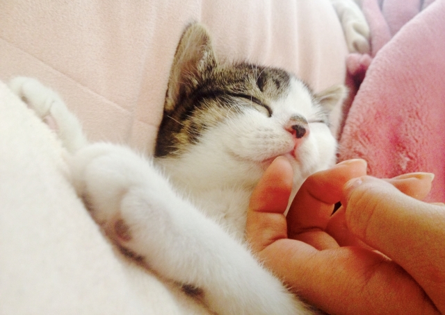 悦に入るのイメージ写真