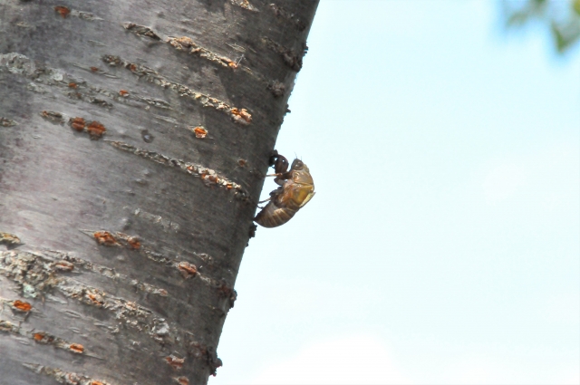 虫の知らせのイメージ写真