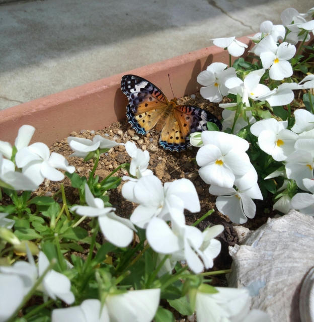 虫の知らせのイメージ写真