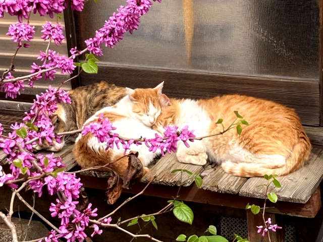 後味が悪いのイメージ写真