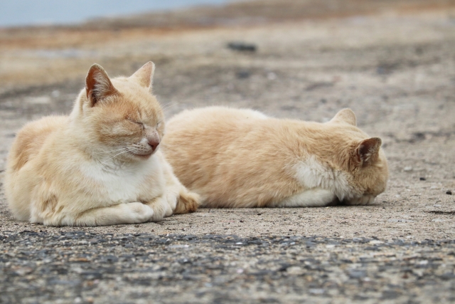 身に余るお言葉ののイメージ写真