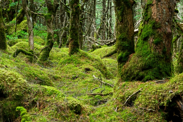 木を隠すなら森の中のイメージ写真