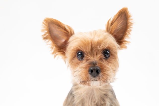 気が気でないのイメージ写真