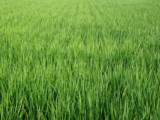 切り出すのイメージ写真