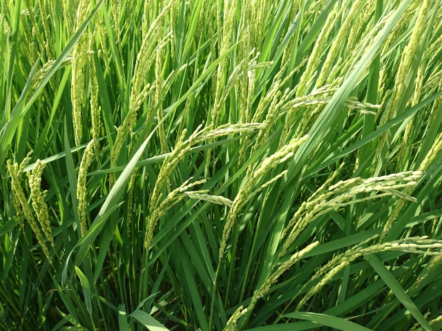 切り出すのイメージ写真