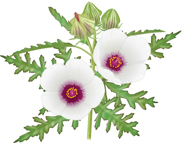 ギンセンカのイラスト