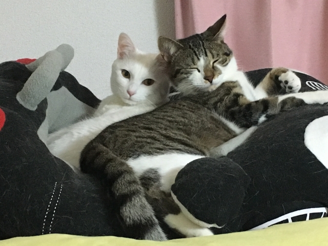 付和雷同のイメージ写真