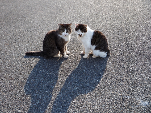 付和雷同のイメージ写真